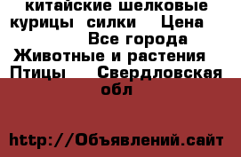 китайские шелковые курицы (силки) › Цена ­ 2 500 - Все города Животные и растения » Птицы   . Свердловская обл.